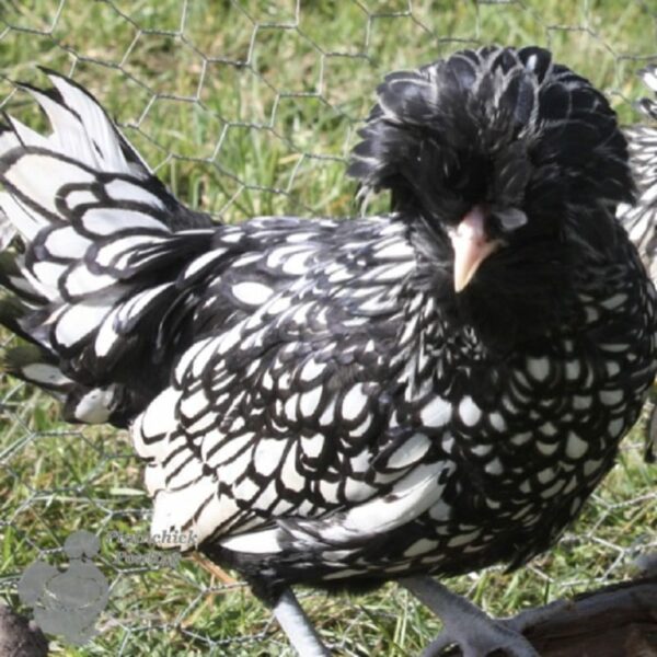 Bantam Polish Chicken Black Laced