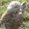 Bantam Polish Chicken Chamois Laced