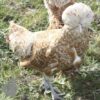 Bantam Polish Chicken Chamois Laced