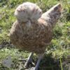 Bantam Polish Chicken Chamois Laced