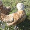 Bantam Polish Chicken Chamois Laced