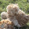 Bantam Polish Frizzle Chicken Chamois Laced