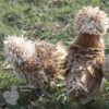 Bantam Polish Frizzle Chicken Chamois Laced