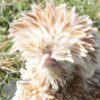 Bantam Polish Frizzle Chicken Chamois Laced
