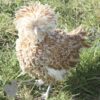 Bantam Polish Frizzle Chicken Chamois Laced