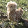 Bantam Polish Frizzle Chicken Chamois Laced