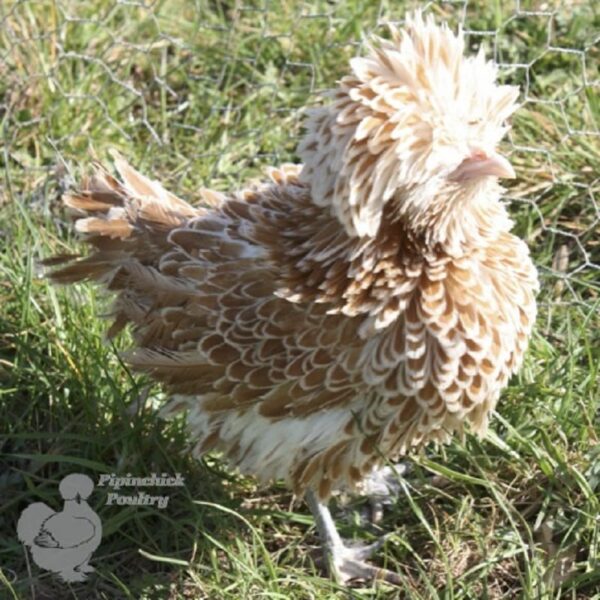 Frizzle Polish Bantam Chicken Chamois Laced