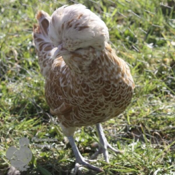 Bantam Polish Chicken Chamois Laced