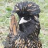 Bantam Polish Chicken Gold Laced