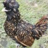 Bantam Polish Chicken Gold Laced