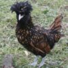 Bantam Polish Chicken Gold Laced