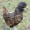 Bantam Polish Chicken Gold Laced