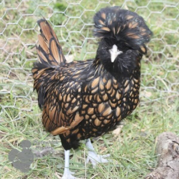 Bantam Polish Chicken Gold Laced