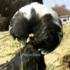 Large Polish Chicken Black