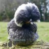 Large Polish Chicken Blue