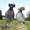 Large Polish Chicken Blue