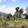 Large Polish Chicken Blue