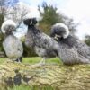 Large Polish Chicken Blue