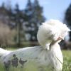 Large Polish Chicken White Splash