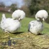 Large Polish Chicken White Splash