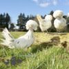 Large Polish Chicken White Splash