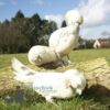 Large Polish Chicken White Splash