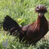 Bantam Polish Chicken Red
