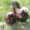 Bantam Polish Chicken Red