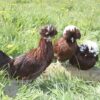 Bantam Polish Chicken Red