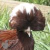 Bantam Polish Chicken Red