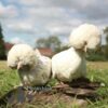 Bantam Polish Chicken White Splash