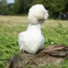 Bantam Polish Chicken White Splash