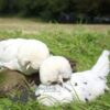 Bantam Polish Chicken White Splash