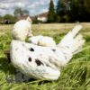 Bantam Polish Chicken White Splash
