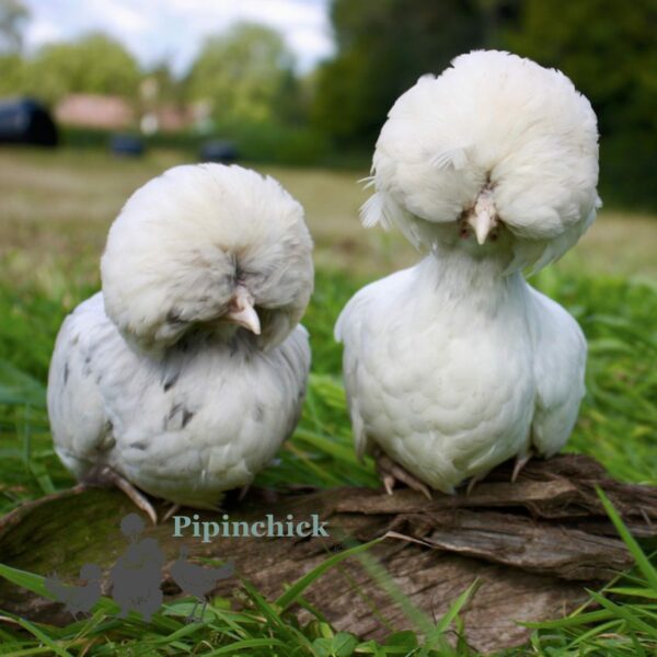 Bantam Polish Chicken White Splash