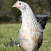 Pure Breed Leghorn Chicken Silver Duckwing