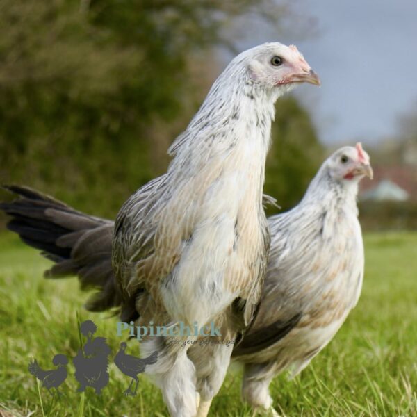 Pure Breed Leghorn Chicken Silver Duckwing