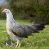 Pure Breed Leghorn Chicken Silver Duckwing