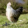 Pure Breed Leghorn Chicken Silver Duckwing