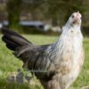 Pure Breed Leghorn Chicken Silver Duckwing