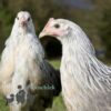Pure Breed Leghorn Chicken Silver Duckwing