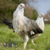 Pure Breed Leghorn Chicken Silver Duckwing