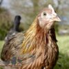 Pure Breed Leghorn Chicken Brown
