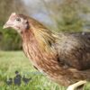 Pure Breed Leghorn Chicken Brown