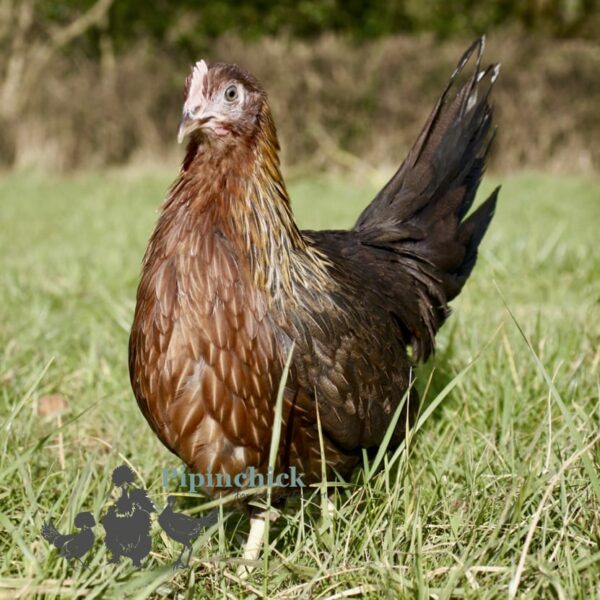 Pure Breed Leghorn Chicken Brown