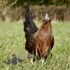 Pure Breed Leghorn Chicken Brown