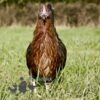 Pure Breed Leghorn Chicken Brown