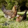 Pure Breed Leghorn Chicken Brown