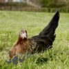Pure Breed Leghorn Chicken Brown