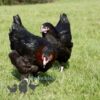 Hybrid Black Rhode Rock Chicken